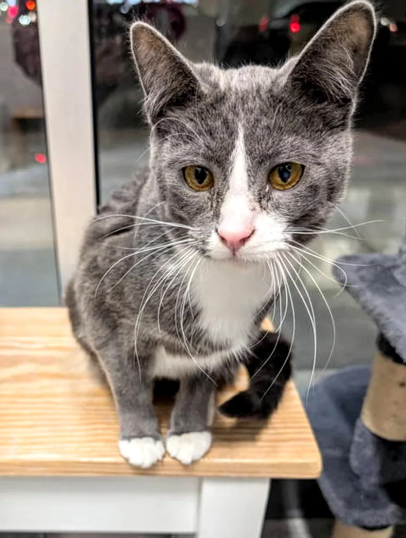 Or Group Mistee thumbnail 2