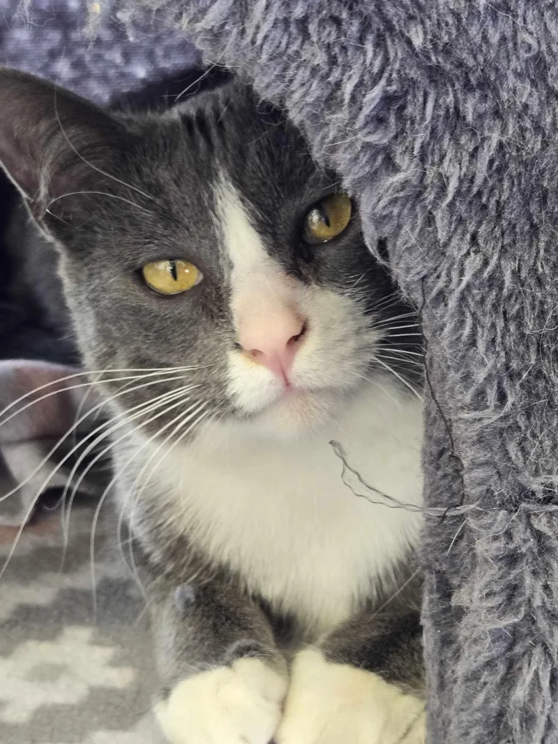 Or Group Mistee thumbnail 3