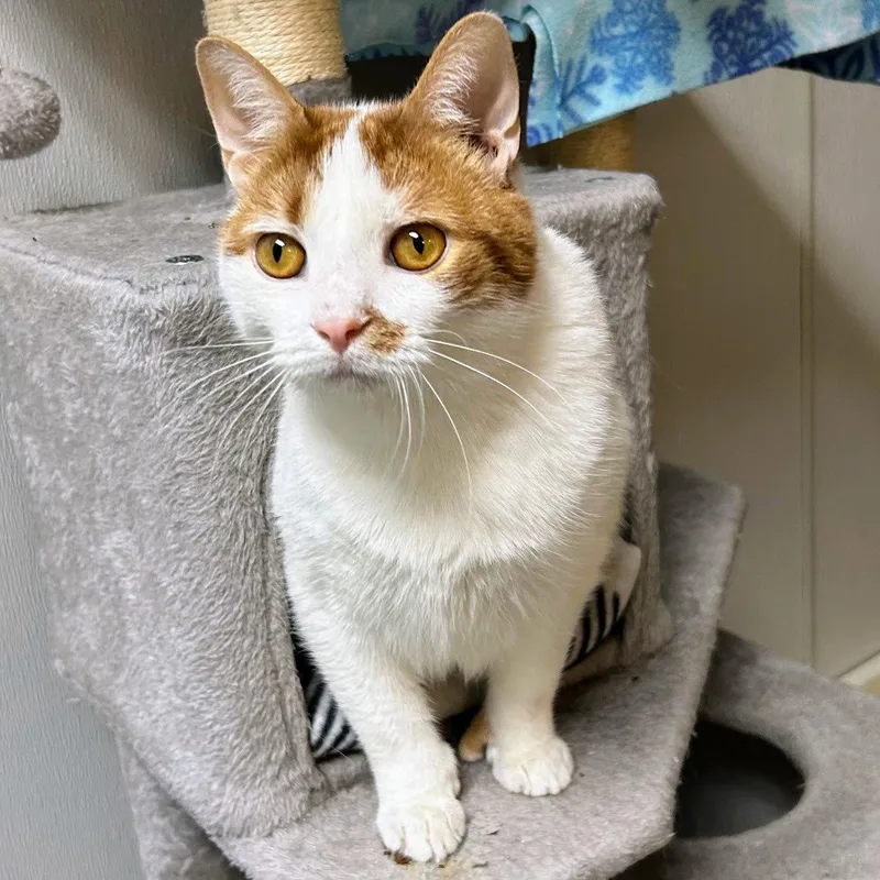 An adult medium-sized male Orange & White Domestic Short Hair cat named Loki for adoption in Norwood, OH