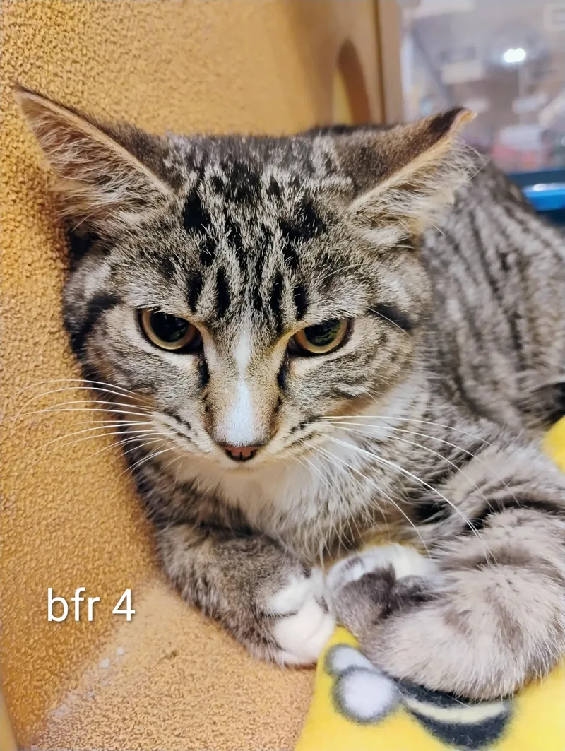 A young medium-sized male Domestic Short Hair cat named Bugatti for adoption in Williamsburg, VA