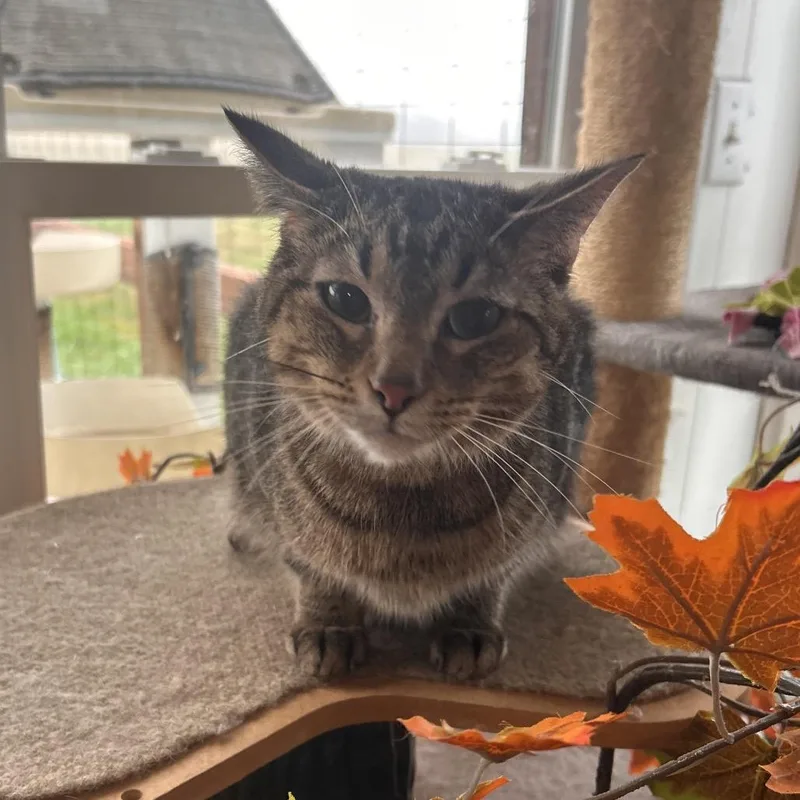 Turtle Fka Charlotte