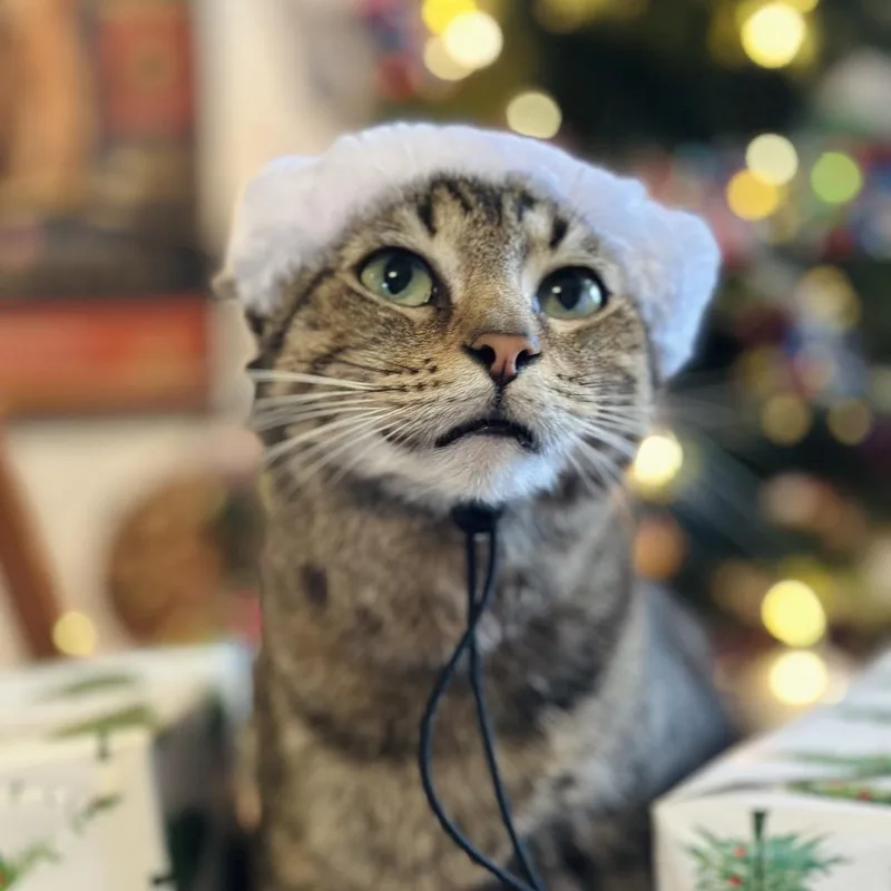 Turtle Fka Charlotte thumbnail 3