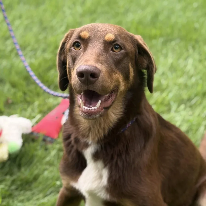 A young medium-sized female Labrador Retriever dog named Brenda for adoption in Locust Fork, AL