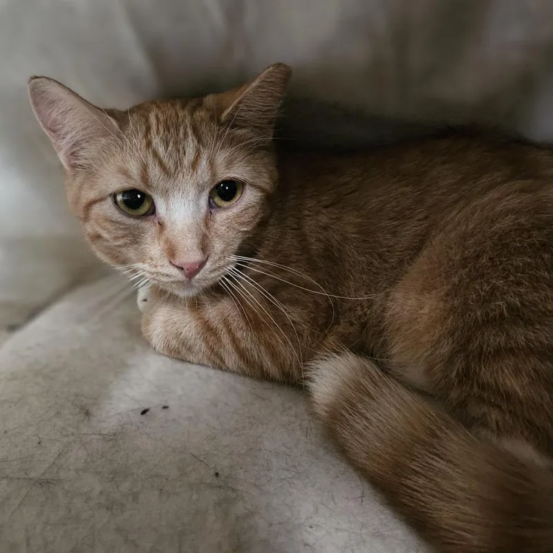 A young medium-sized female Orange / Red Domestic Short Hair cat named Poppy for adoption in Lakewood, CO