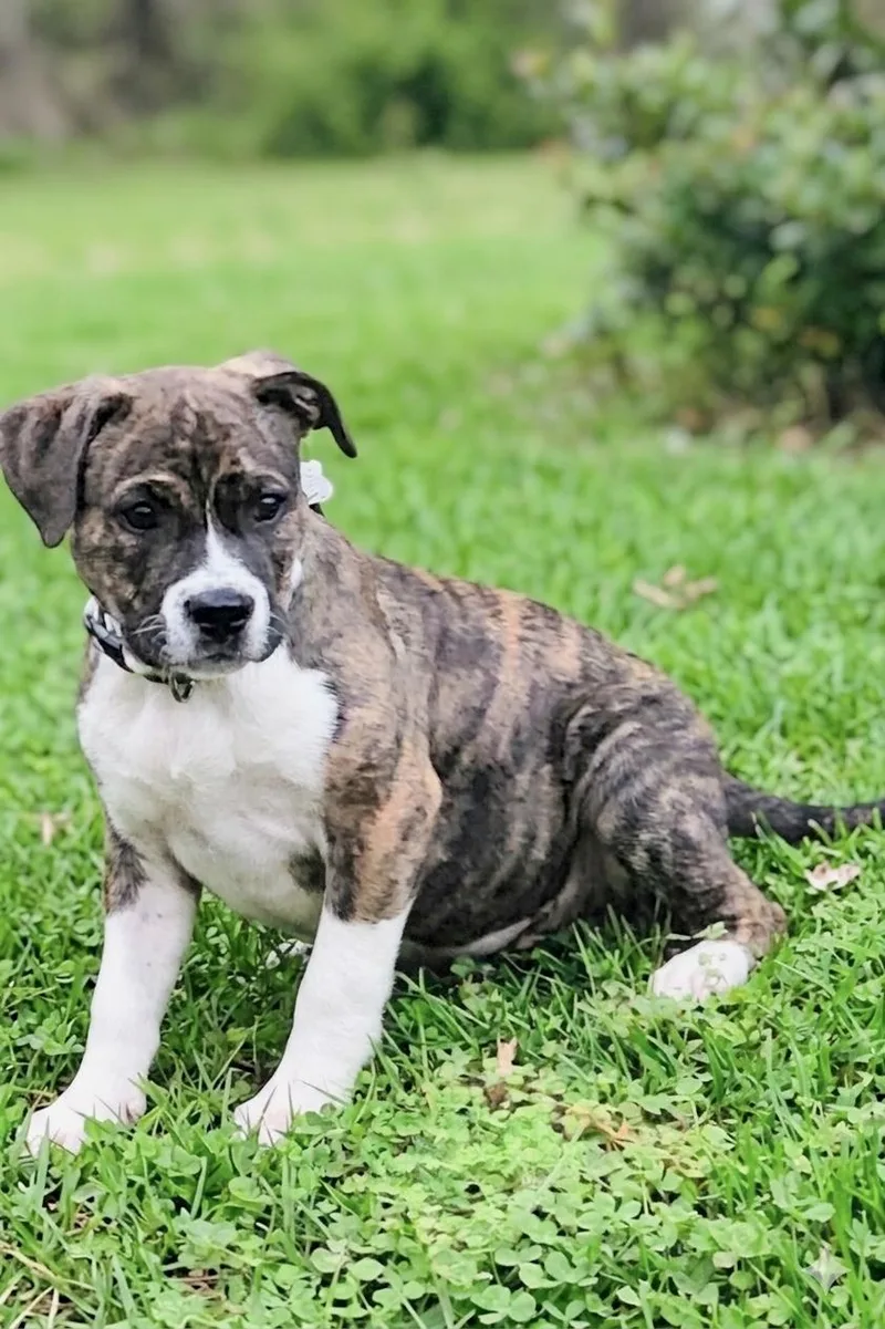 Woodstock thumbnail 6