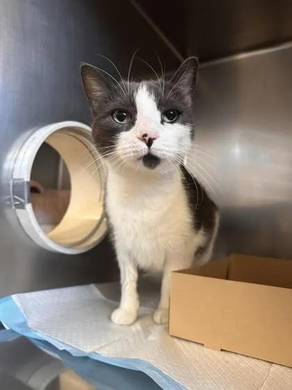 An adult small-sized female Domestic Short Hair cat named Pearl for adoption in Roseville, CA