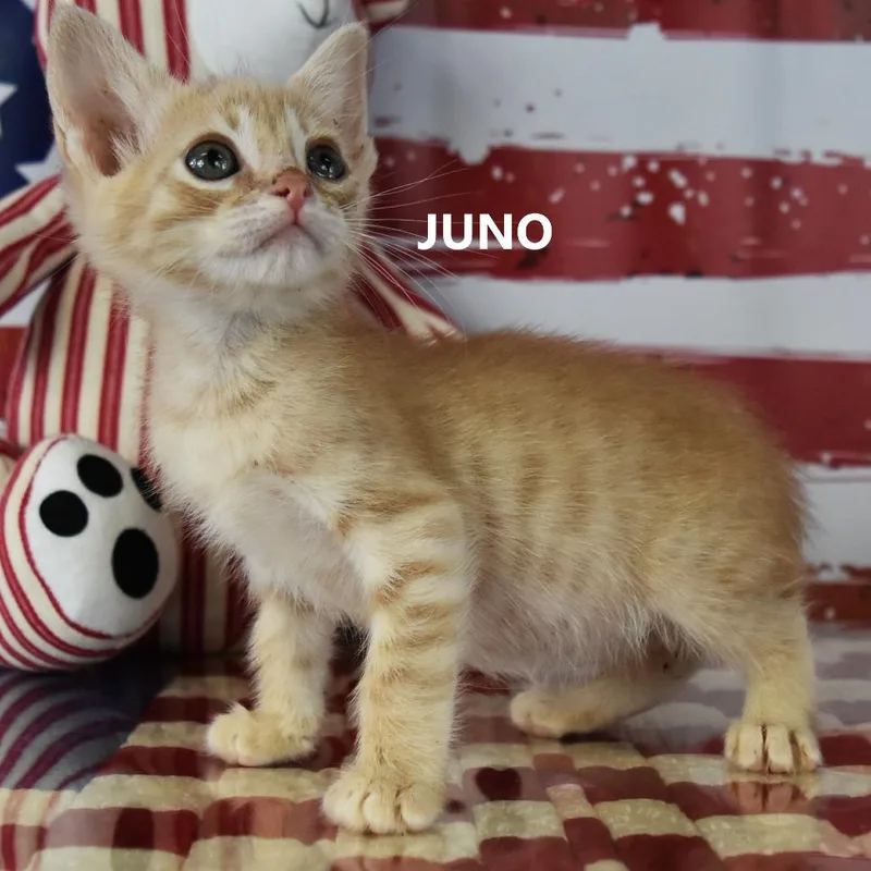 A baby small-sized male Cream / Ivory Domestic Short Hair cat named Juno for adoption in Yuma, AZ