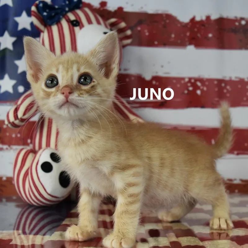 Juno thumbnail 2