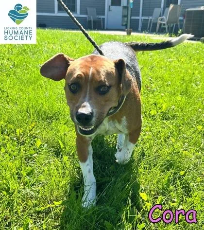 Cora