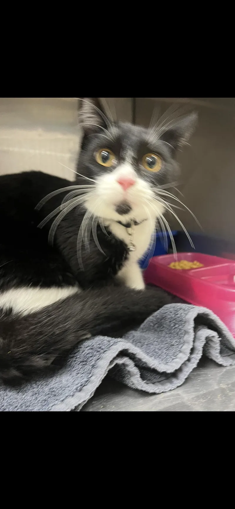 A young small-sized female Domestic Short Hair cat named Spokesperson for adoption in Killeen, TX