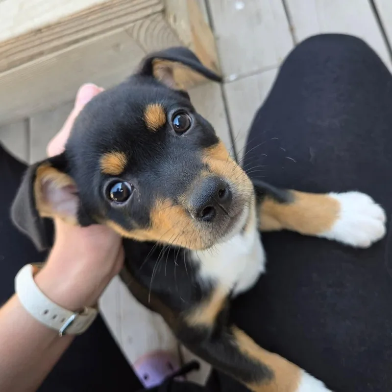 Juno Overwatch Support Squad thumbnail 2