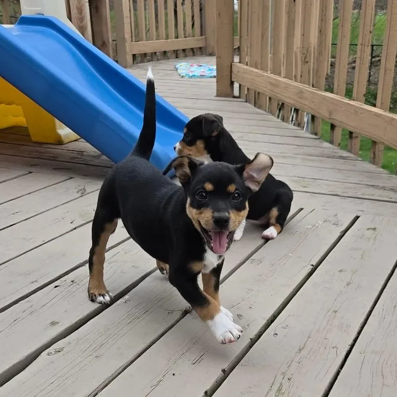 Juno Overwatch Support Squad thumbnail 3