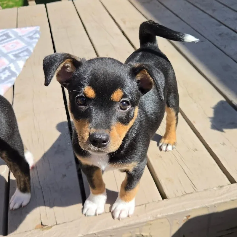 Juno Overwatch Support Squad