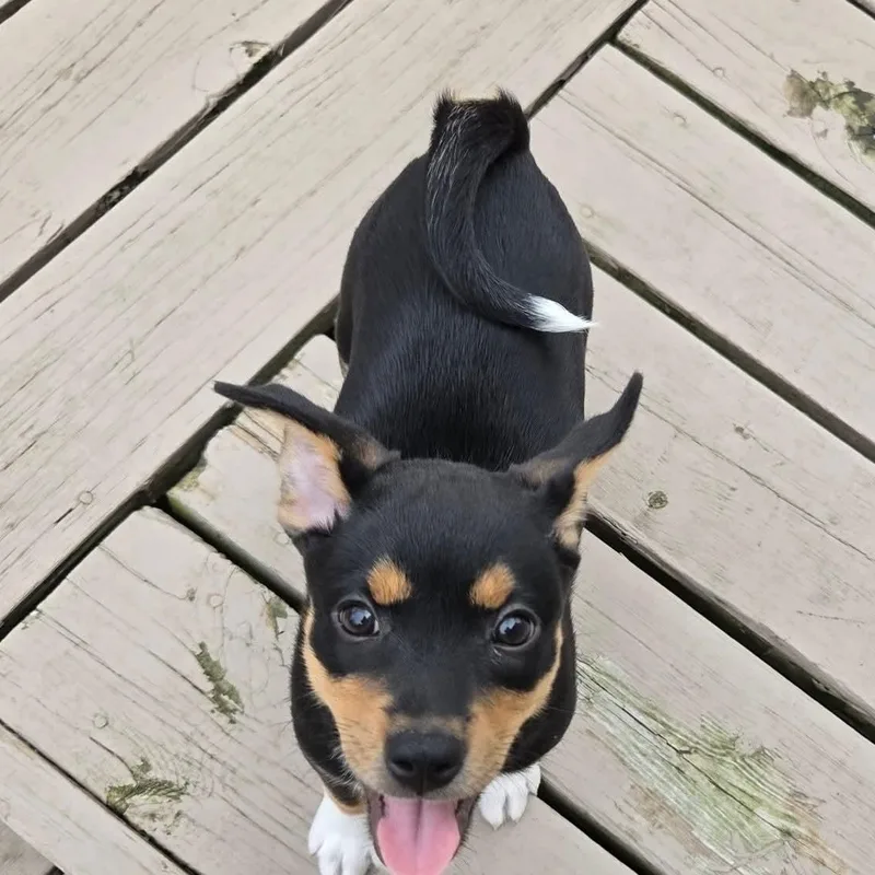 Juno Overwatch Support Squad thumbnail 4