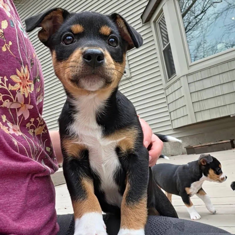 Juno Overwatch Support Squad thumbnail 5