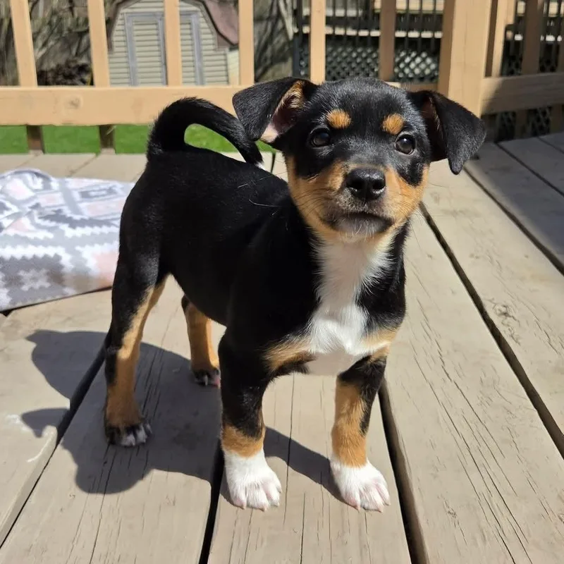 Juno Overwatch Support Squad thumbnail 6