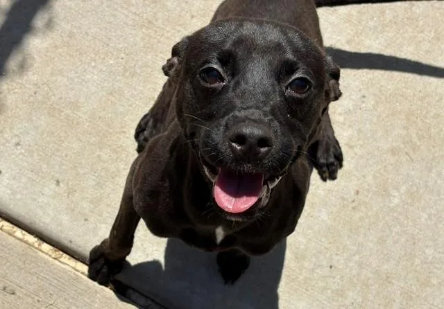 An adult small-sized male Miniature Pinscher dog named Frodo for adoption in Tulsa, OK