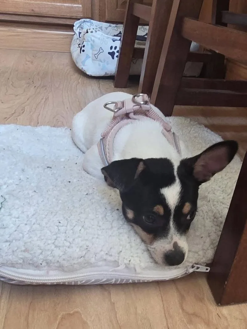 A baby small-sized female Chihuahua dog named Ghost for adoption in Elkhorn, WI