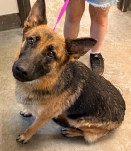 An adult large-sized female German Shepherd Dog dog named Bonnie for adoption in Bowling Green, KY
