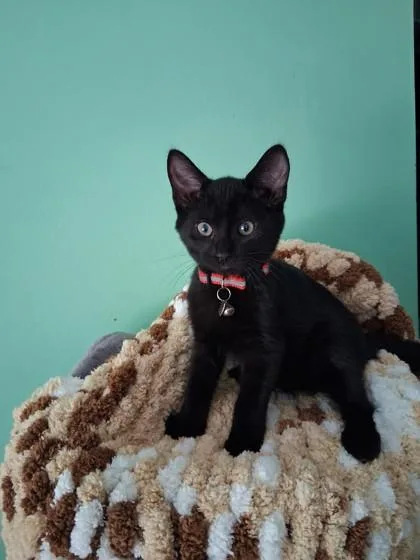 A baby medium-sized male Domestic Short Hair cat named Proton for adoption in Savannah, GA