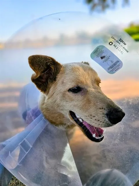 A young medium-sized male Siberian Husky dog named Captain for adoption in Tucson, AZ