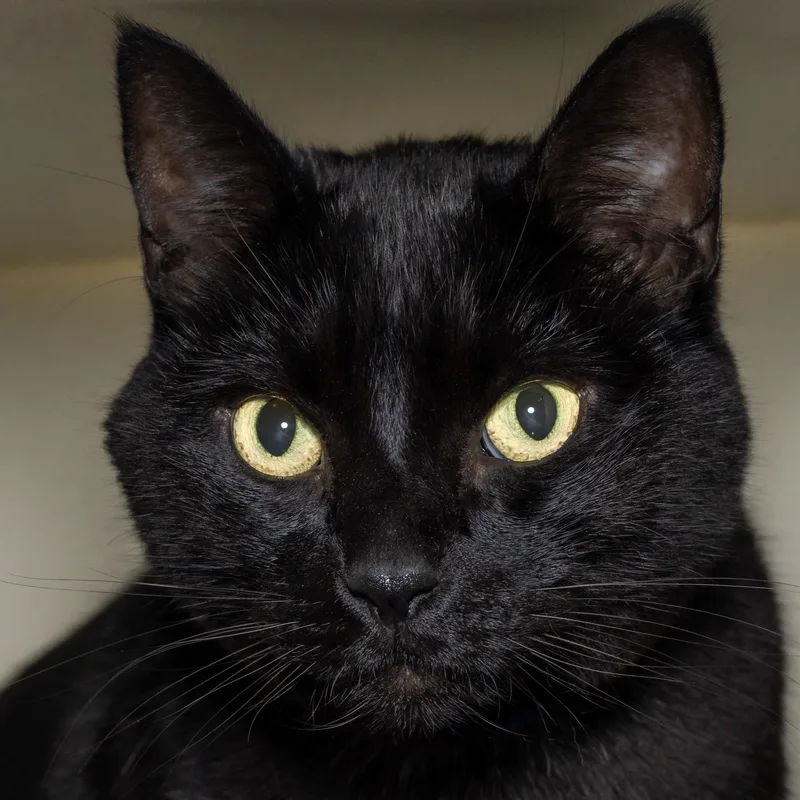 A senior large-sized male Domestic Short Hair cat named Sankofa for adoption in Victor, NY