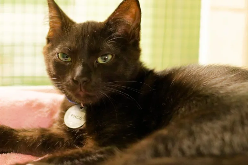 A baby medium-sized male Domestic Short Hair cat named Phosphophyllite for adoption in Hot Springs, AR