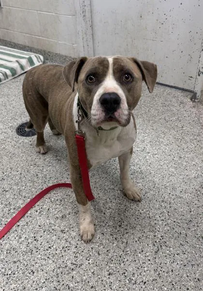 An adult large-sized male Yellow / Tan / Blond / Fawn Pit Bull Terrier dog named Matrix for adoption in Kansas City, MO
