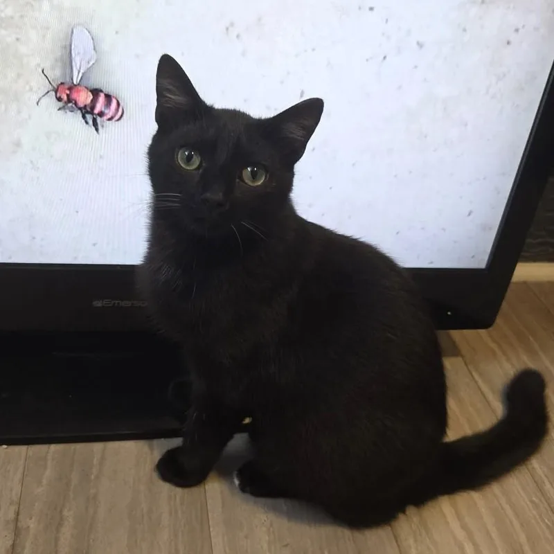 A baby medium-sized male Black & White / Tuxedo Domestic Short Hair cat named Mario for adoption in Greensburg, PA
