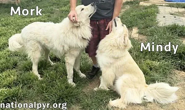 A young large-sized male White / Cream Great Pyrenees dog named Mork & Mindy in for adoption in Beacon, NY