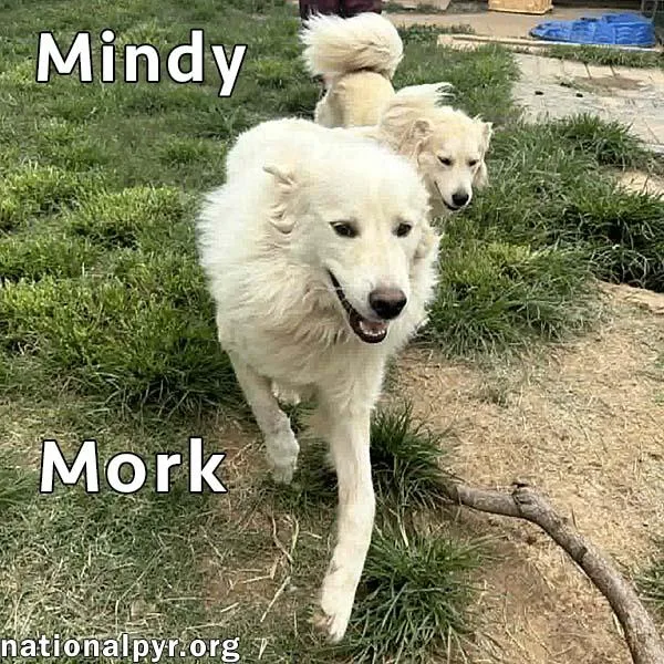 Mork & Mindy in thumbnail 3