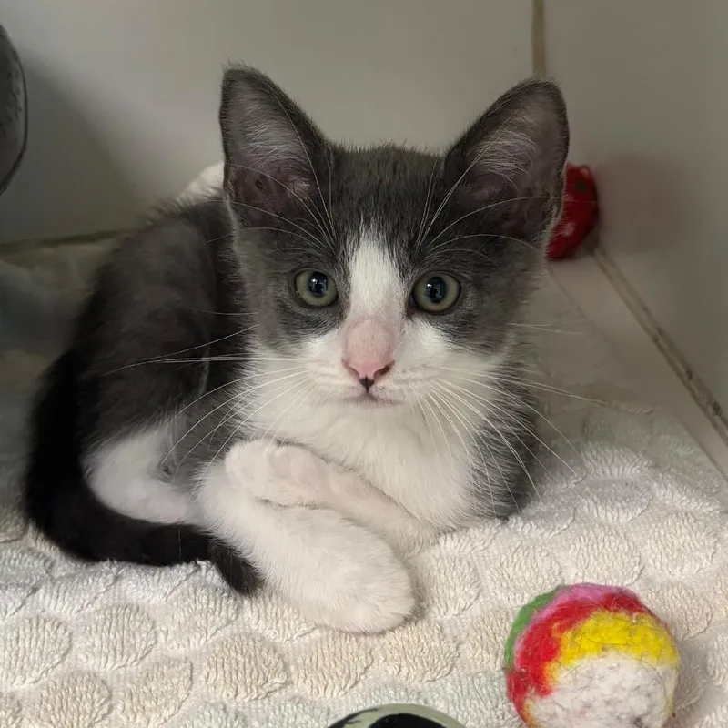 A baby small-sized male Gray / Blue / Silver Domestic Short Hair cat named Smokey for adoption in Hawthorne, CA
