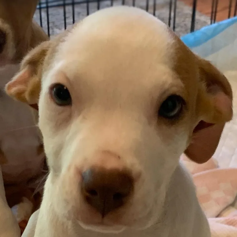 A baby large-sized female White / Cream Mixed Breed dog named Sunshine for adoption in Davisburg, MI