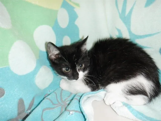 A baby small-sized female Domestic Short Hair cat named Juliet for adoption in San Jose, CA