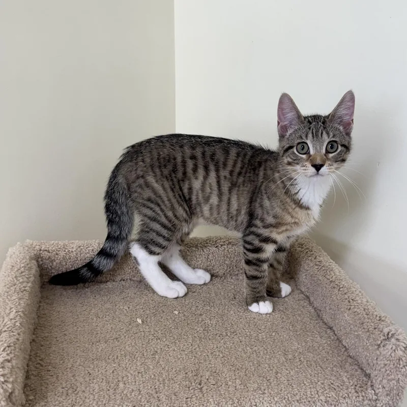 A baby small-sized male Tabby cat named Alvin for adoption in East Northport, NY