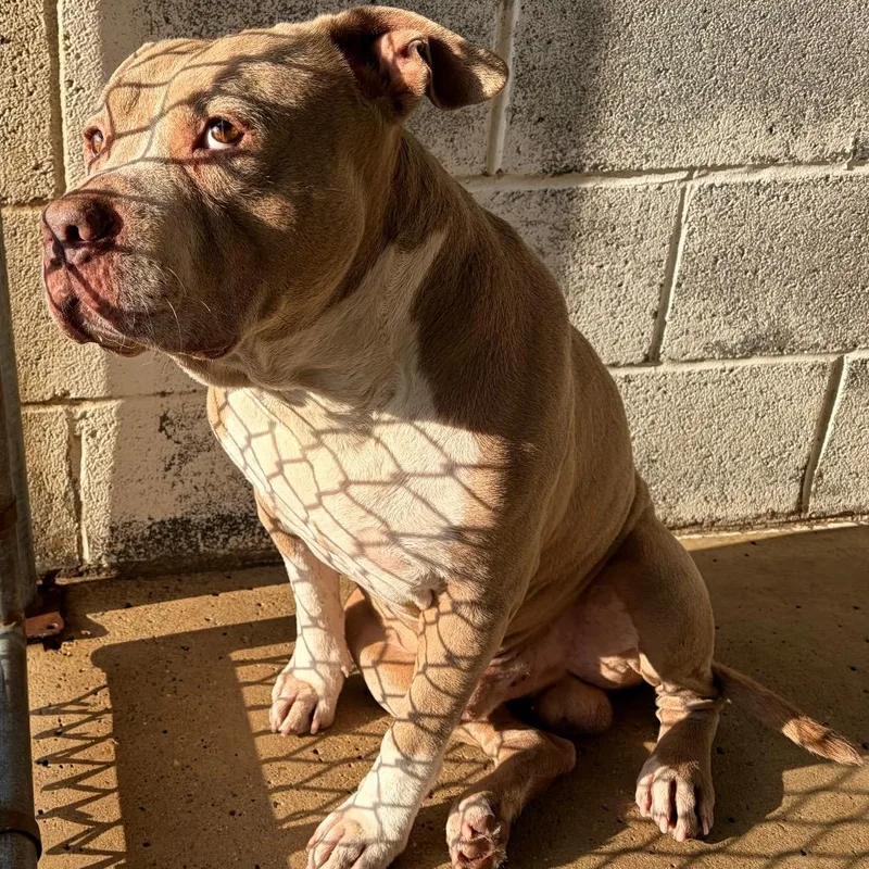 An adult large-sized male Pit Bull Terrier dog named Pot Pie for adoption in Edinburg, TX