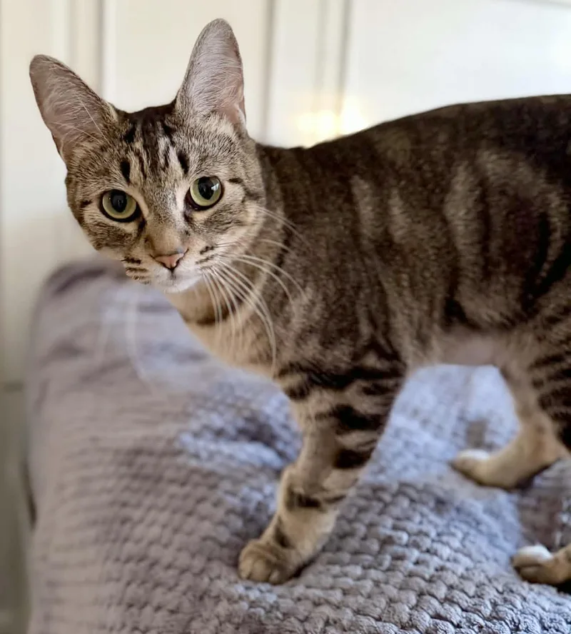 A young medium-sized female Tabby (Brown / Chocolate) Domestic Short Hair cat named Babs for adoption in Silvana, WA