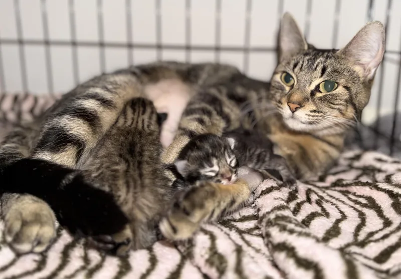 Babs thumbnail 2
