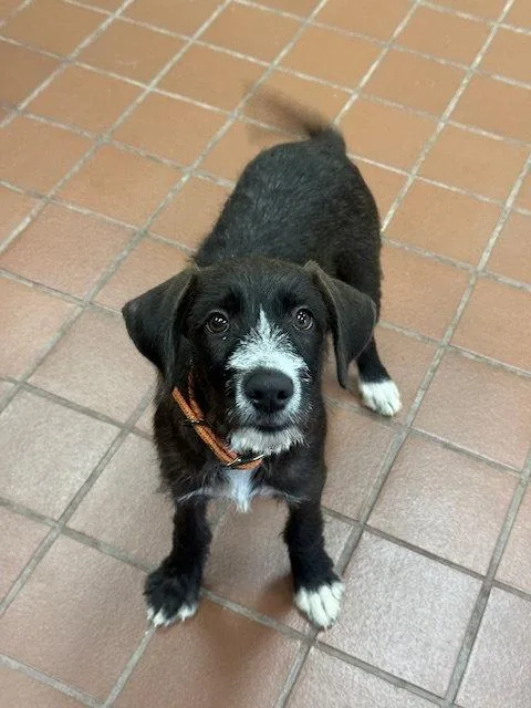 A baby medium-sized female Terrier dog named Frankie for adoption in Lake Hopatcong, NJ