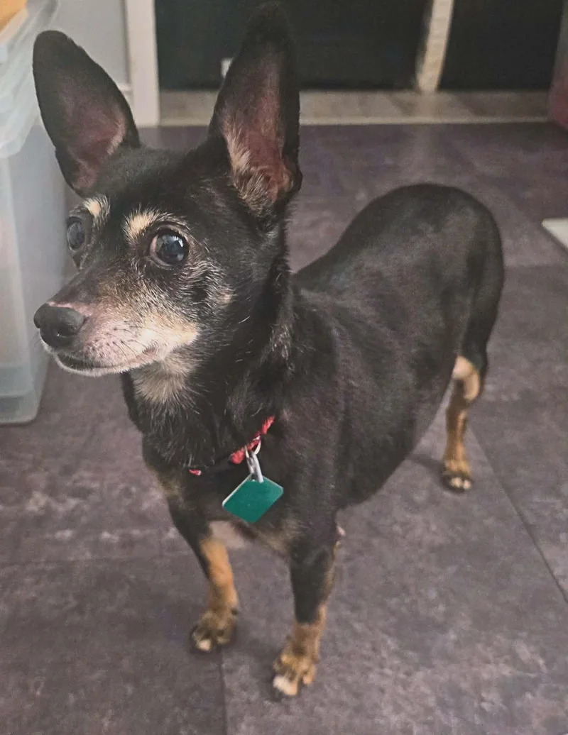 Consuela thumbnail 3