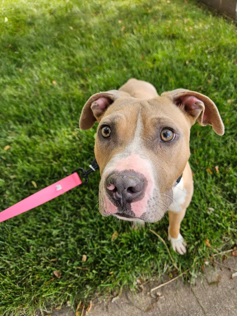 A young large-sized female Pit Bull Terrier dog named Tibby for adoption in Roseville, CA