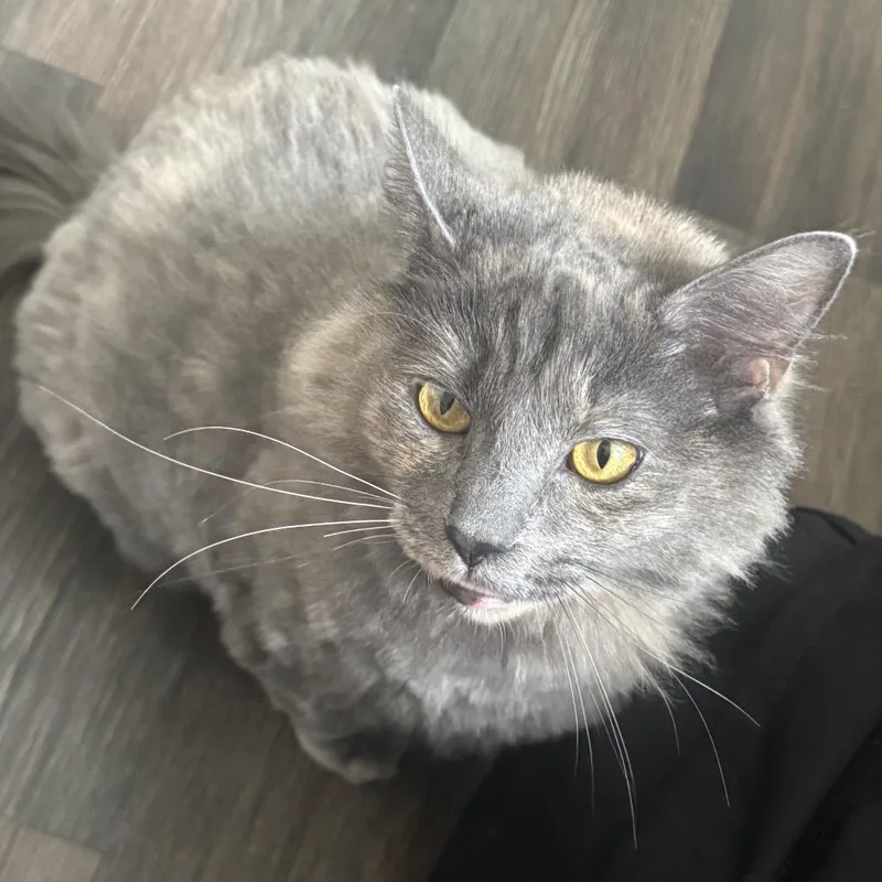 An adult small-sized female Gray / Blue / Silver Domestic Long Hair cat named Daphne for adoption in Rochester, MN
