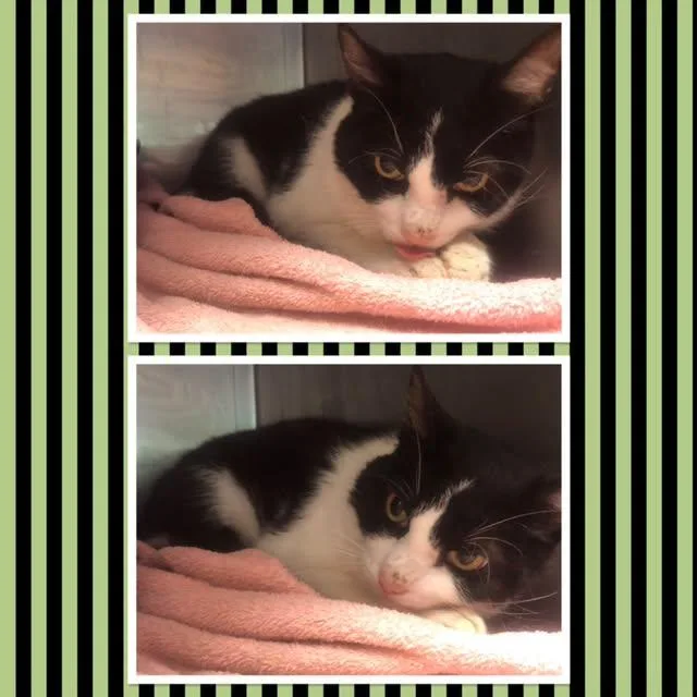 Oreo