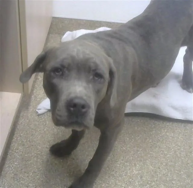 A young large-sized female Pit Bull Terrier dog named Lulu for adoption in Albuquerque, NM