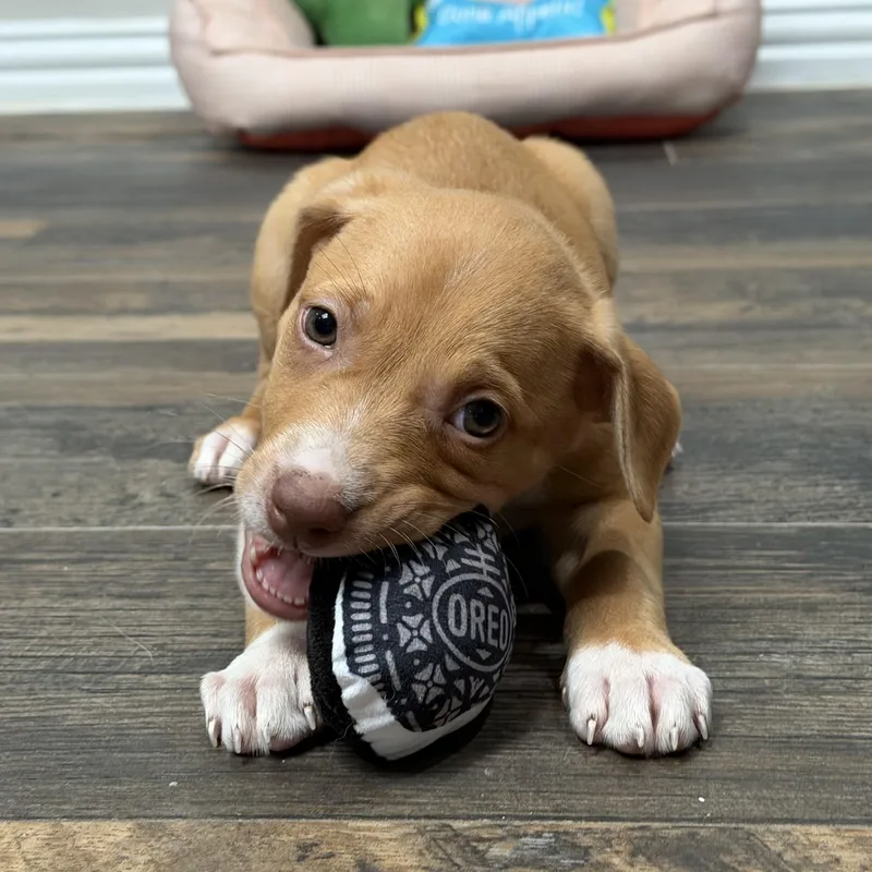Nala thumbnail 3