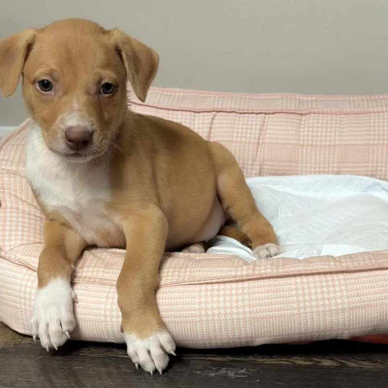 Nala thumbnail 6