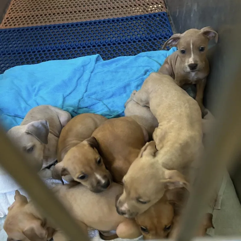 A baby small-sized female White / Cream Terrier dog named Winter for adoption in Clearwater, FL