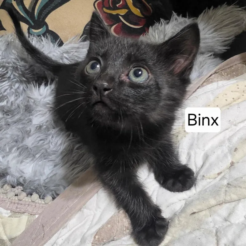 A baby small-sized male Black Domestic Short Hair cat named Binx for adoption in Duck River, TN
