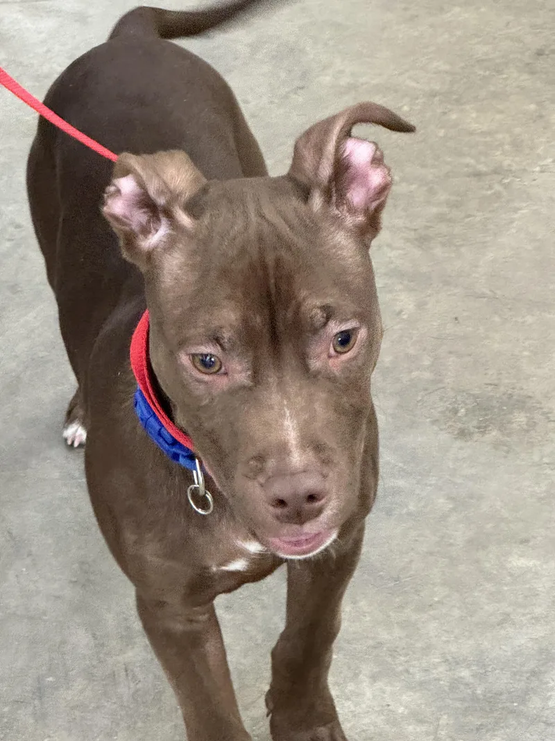 A young medium-sized male Brown / Chocolate Terrier dog named Colby for adoption in Logansport, IN