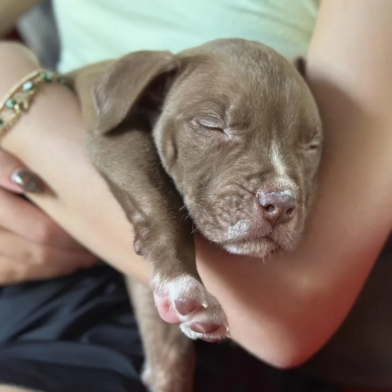 A baby medium-sized male Brown / Chocolate Pit Bull Terrier dog named Brutus for adoption in Durham, NC